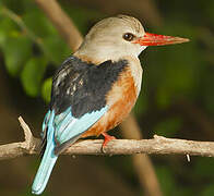 Grey-headed Kingfisher