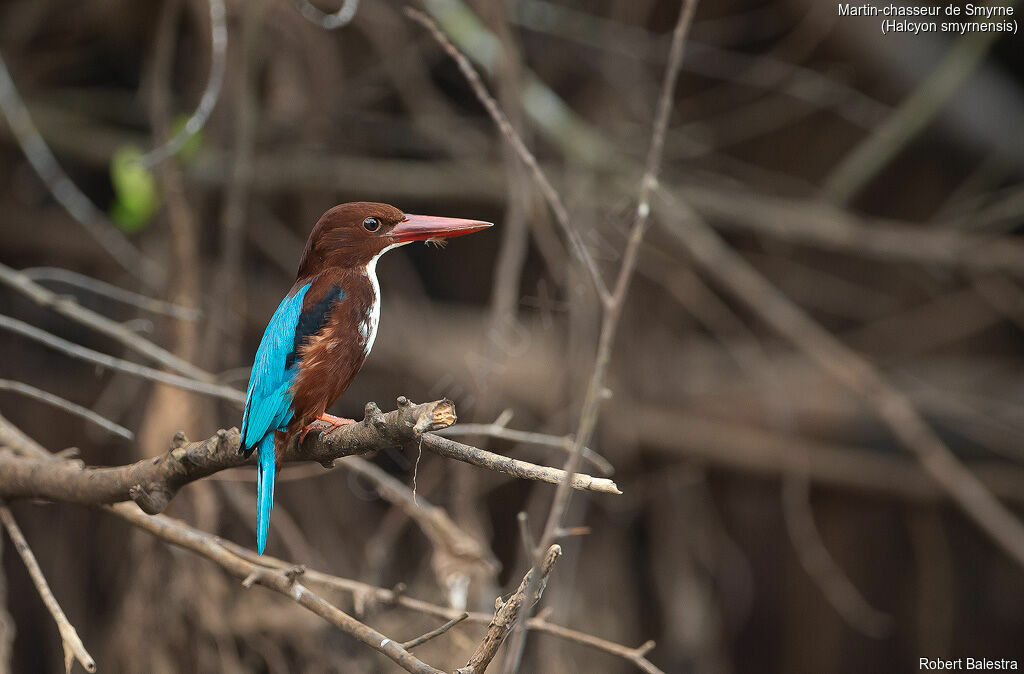 White-throated Kingfisher