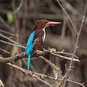 White-throated Kingfisher