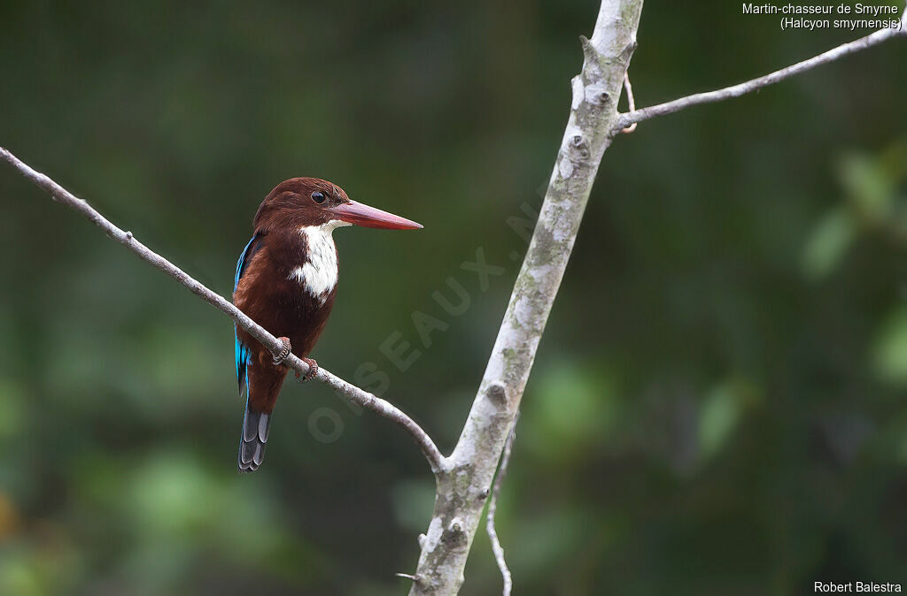 White-throated Kingfisher