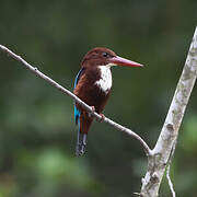 White-throated Kingfisher