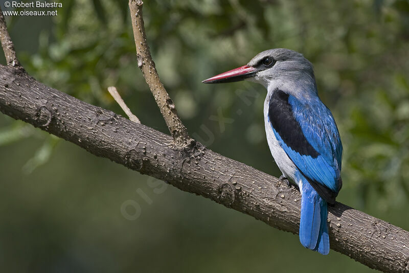 Martin-chasseur du Sénégaladulte