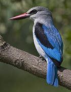 Woodland Kingfisher