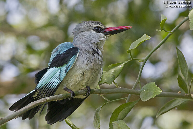 Woodland Kingfisher