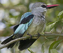 Woodland Kingfisher