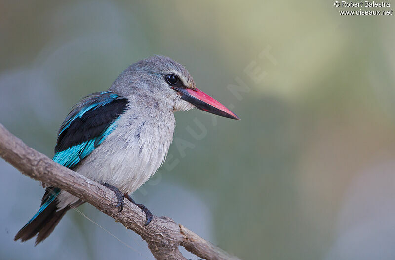 Woodland Kingfisher