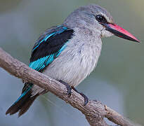 Woodland Kingfisher