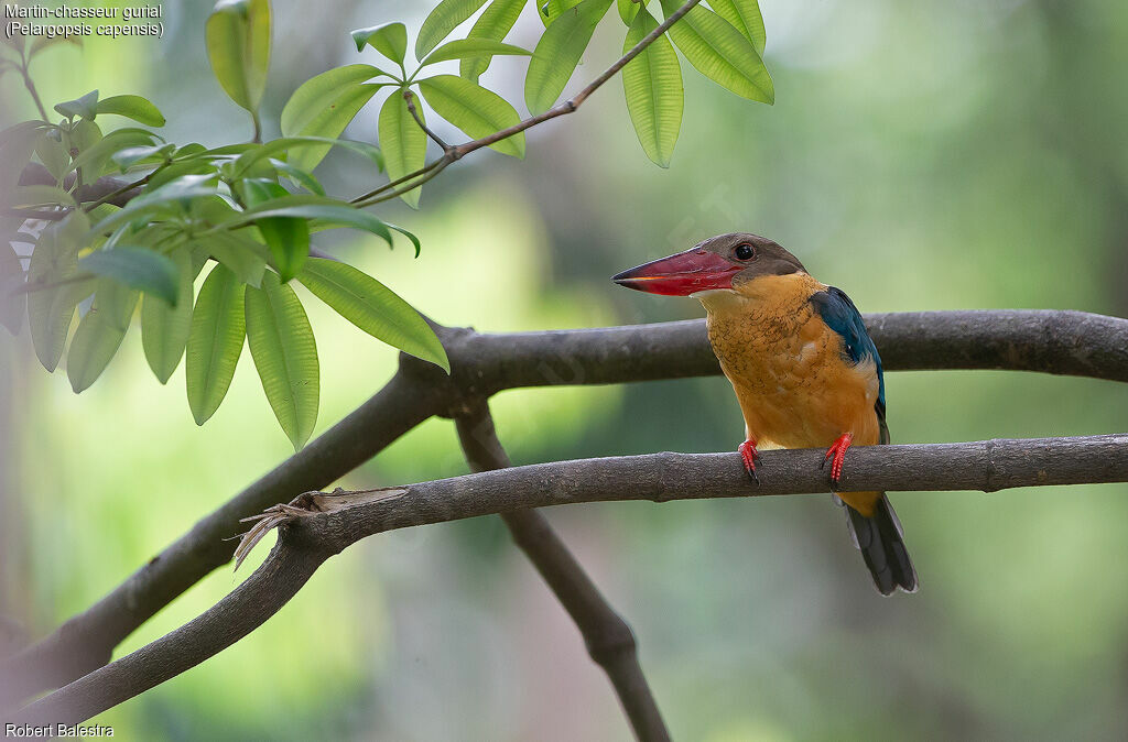 Stork-billed Kingfisher