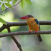 Stork-billed Kingfisher