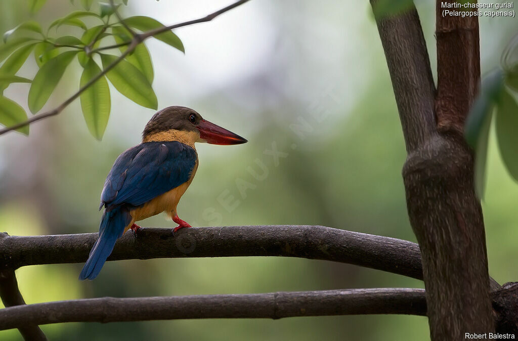 Stork-billed Kingfisher