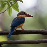 Stork-billed Kingfisher