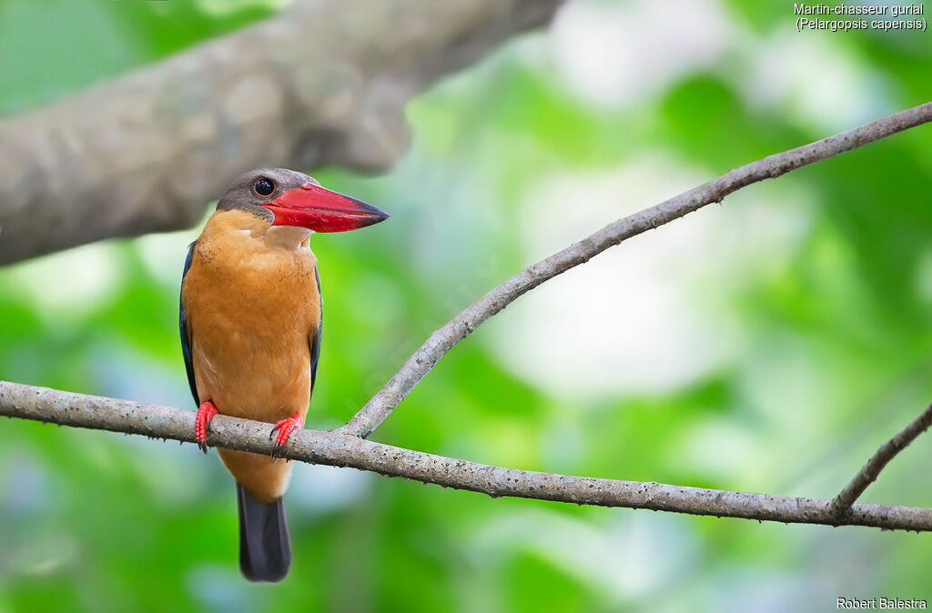 Stork-billed Kingfisher