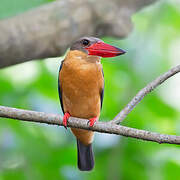 Stork-billed Kingfisher