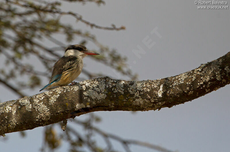 Striped Kingfisher