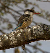 Striped Kingfisher