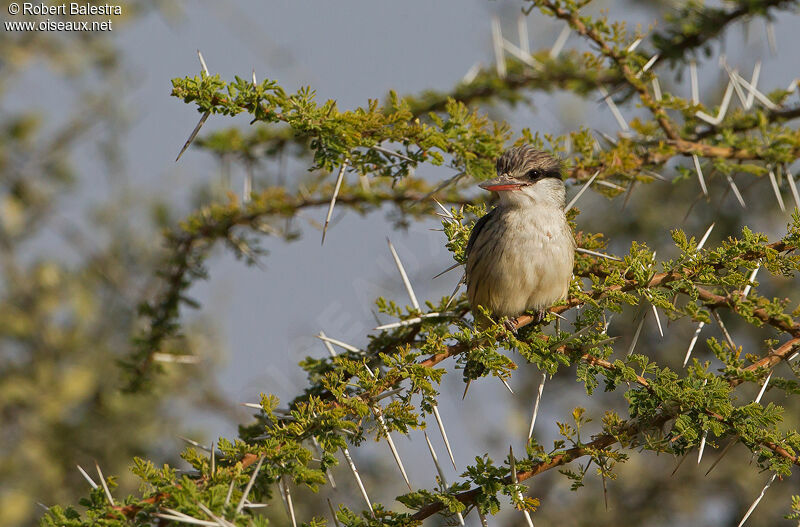 Striped Kingfisher