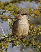 Striped Kingfisher