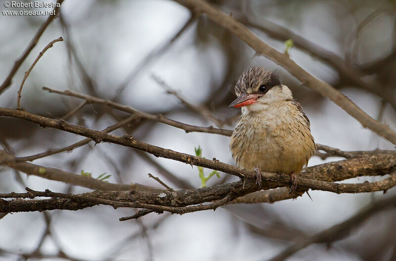 Striped Kingfisher