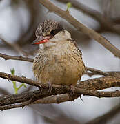 Striped Kingfisher