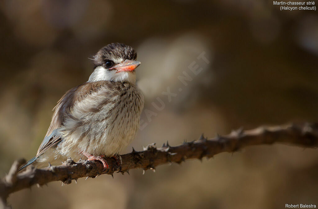 Striped Kingfisher