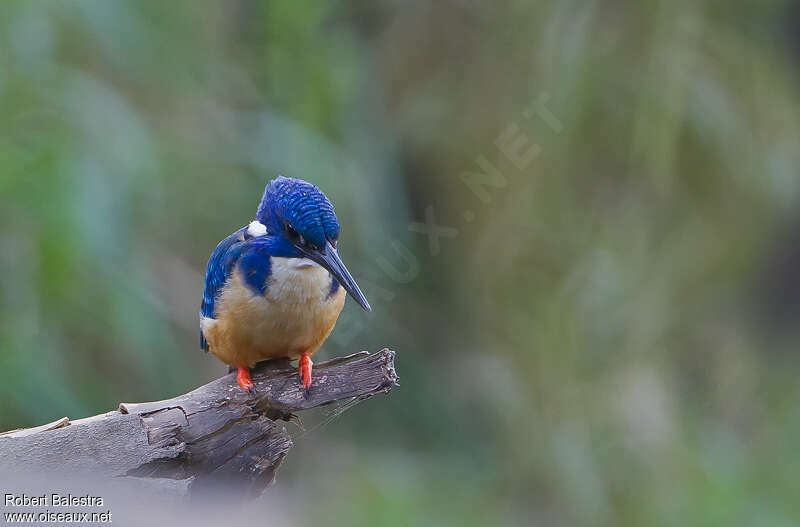 Half-collared Kingfisher male adult