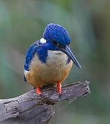 Half-collared Kingfisher