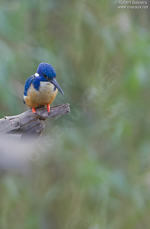 Half-collared Kingfisher