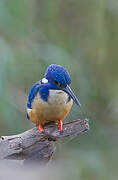 Half-collared Kingfisher