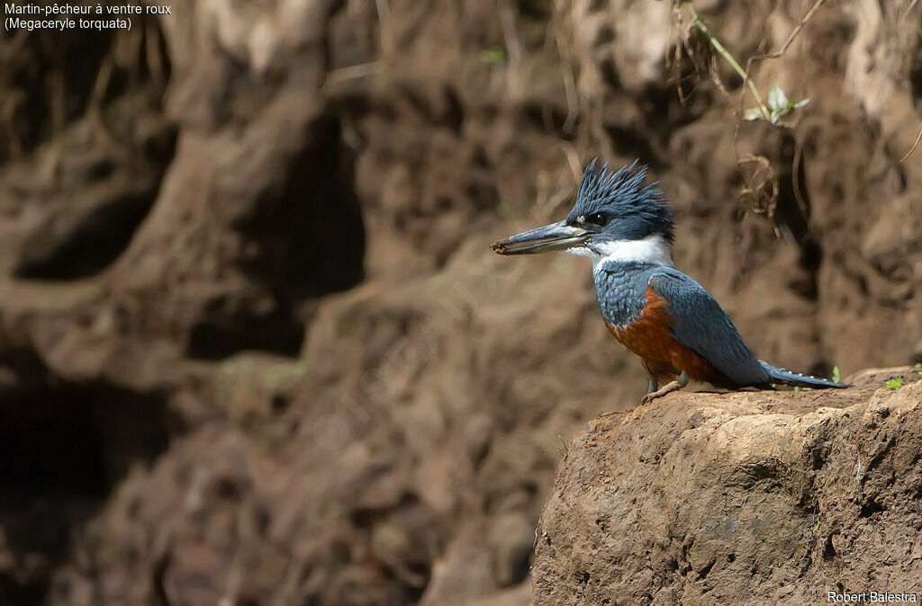 Ringed Kingfisher female