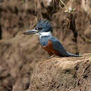 Ringed Kingfisher