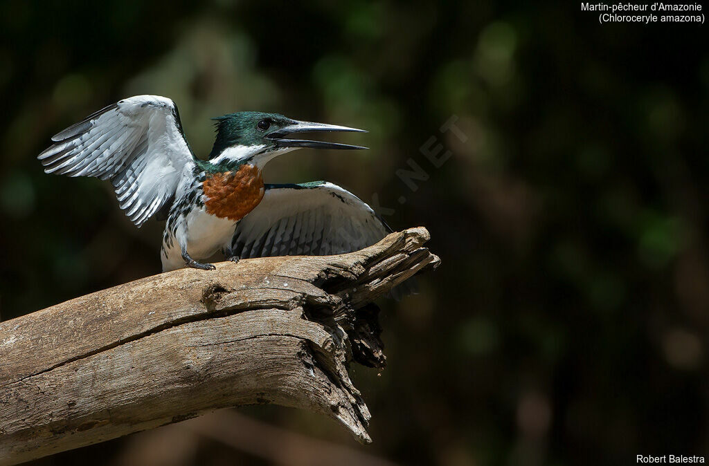 Amazon Kingfisher male