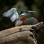 Amazon Kingfisher