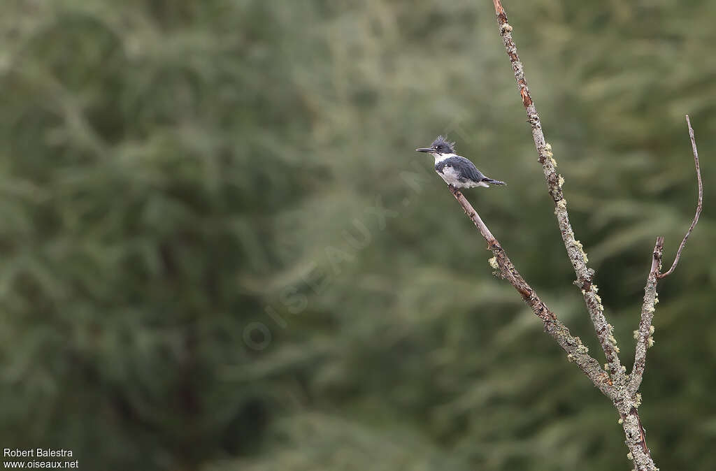 Belted Kingfisher male adult, habitat