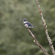 Belted Kingfisher