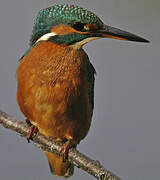 Common Kingfisher