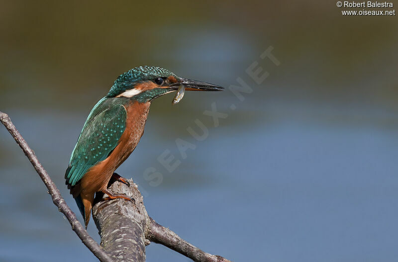 Common Kingfisher female adult