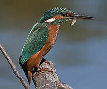 Common Kingfisher