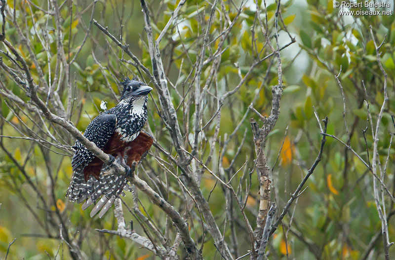 Giant Kingfisher female