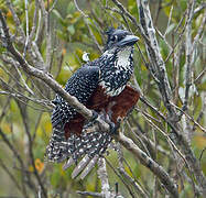 Giant Kingfisher