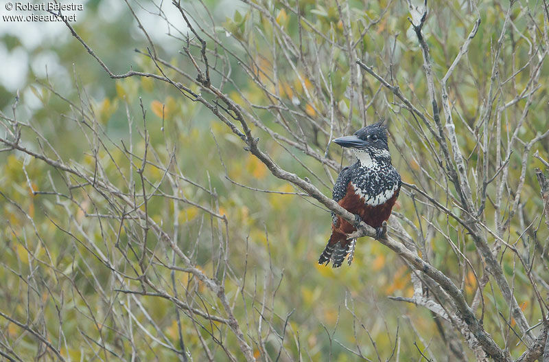 Giant Kingfisher female