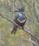 Giant Kingfisher