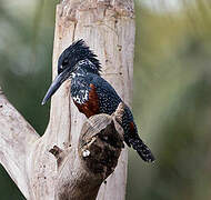 Giant Kingfisher