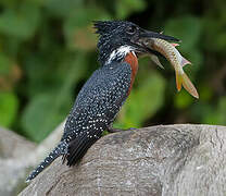 Giant Kingfisher