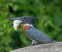 Giant Kingfisher