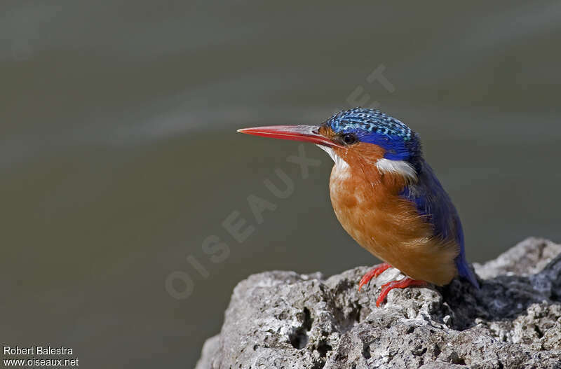 Martin-pêcheur huppéadulte, identification