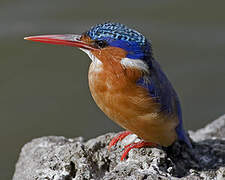 Malachite Kingfisher