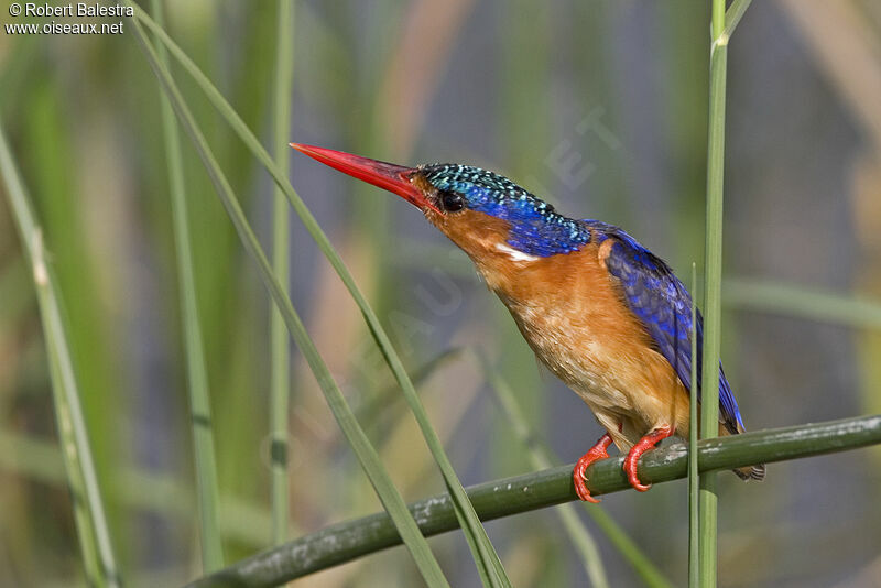 Malachite Kingfisher