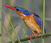 Malachite Kingfisher