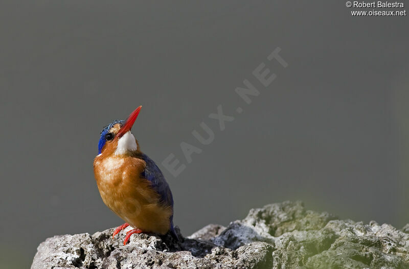 Malachite Kingfisher