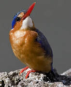 Malachite Kingfisher